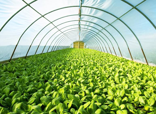 農業農村部：逐步推動解決高價彩禮、厚葬薄養等現實難題