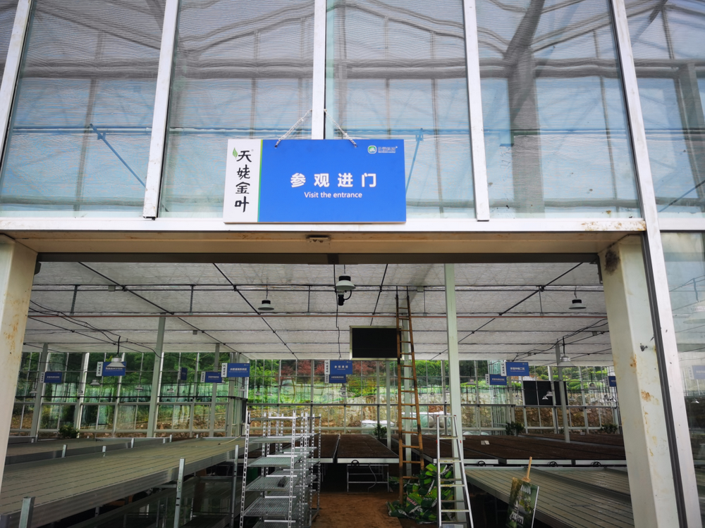 云笈科技首個打造新昌大佛龍井數字化育苗基地（天姥金葉·金山數字園）即將交付